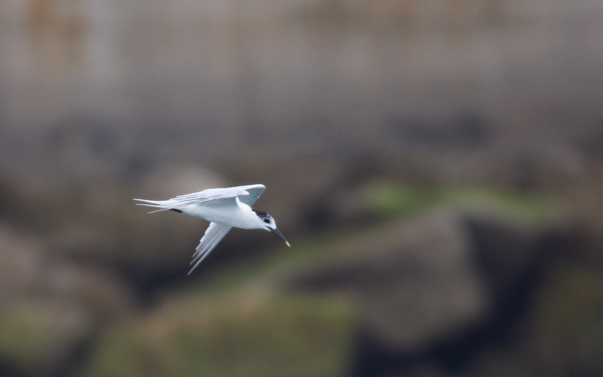 Sandwich Tern - ML620281018