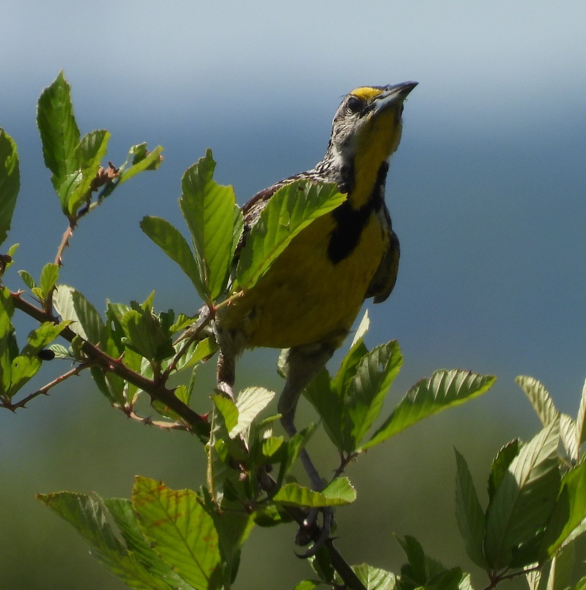 Eastern Meadowlark - ML620281021