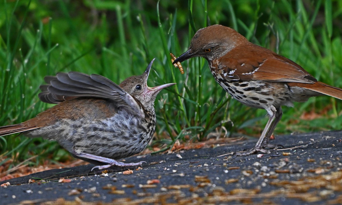 Brown Thrasher - ML620281022