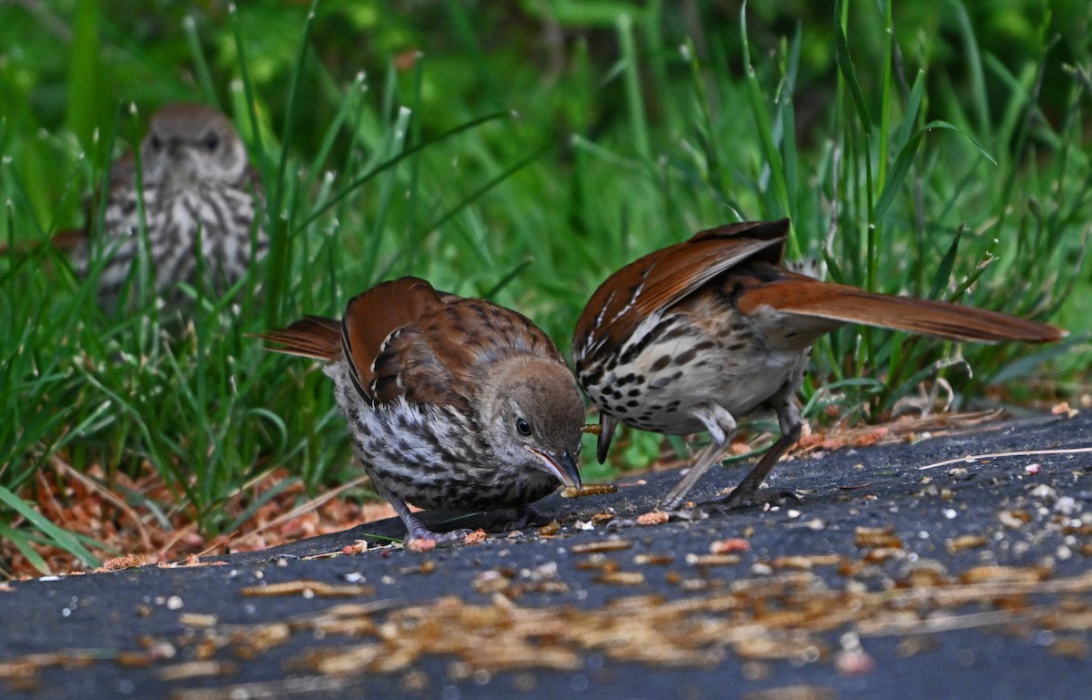 Brown Thrasher - ML620281023