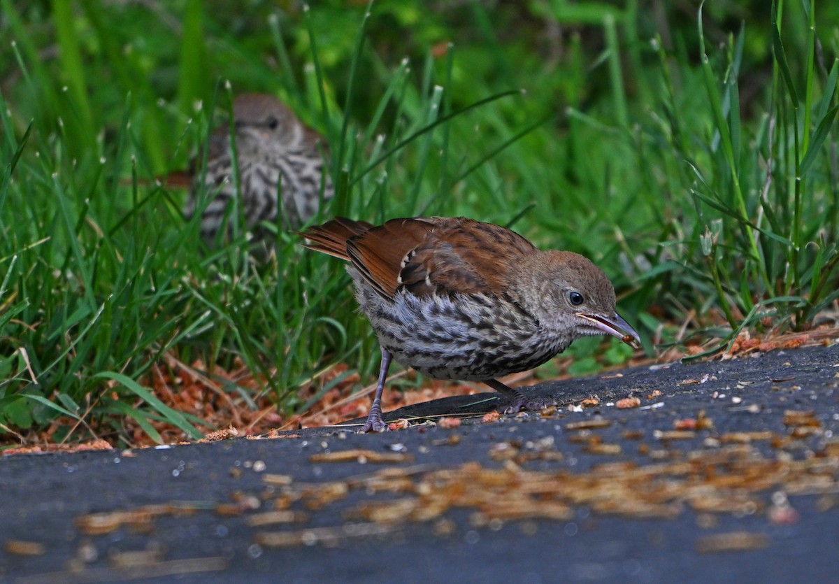 Brown Thrasher - ML620281024