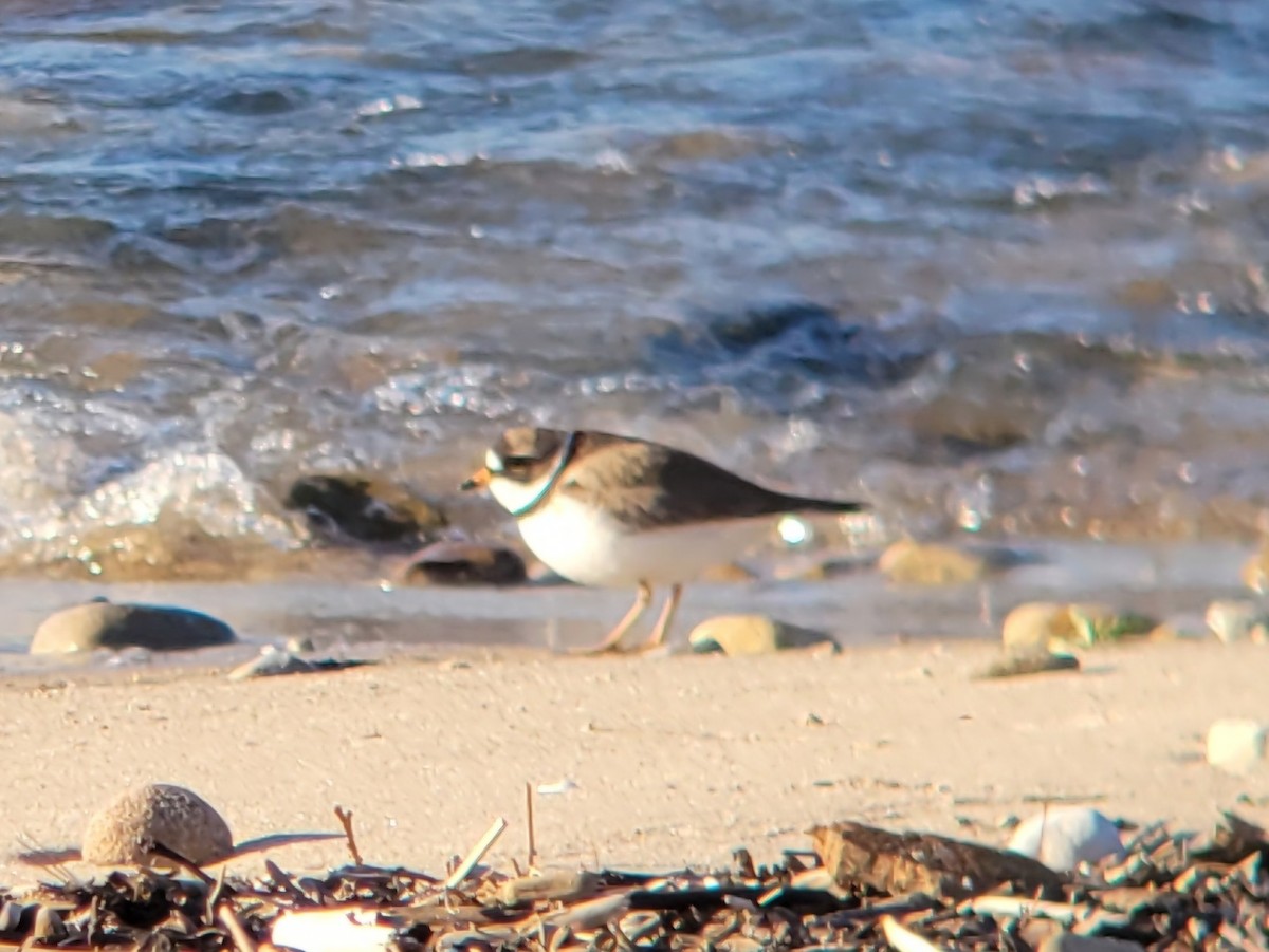 Semipalmated Plover - ML620281025