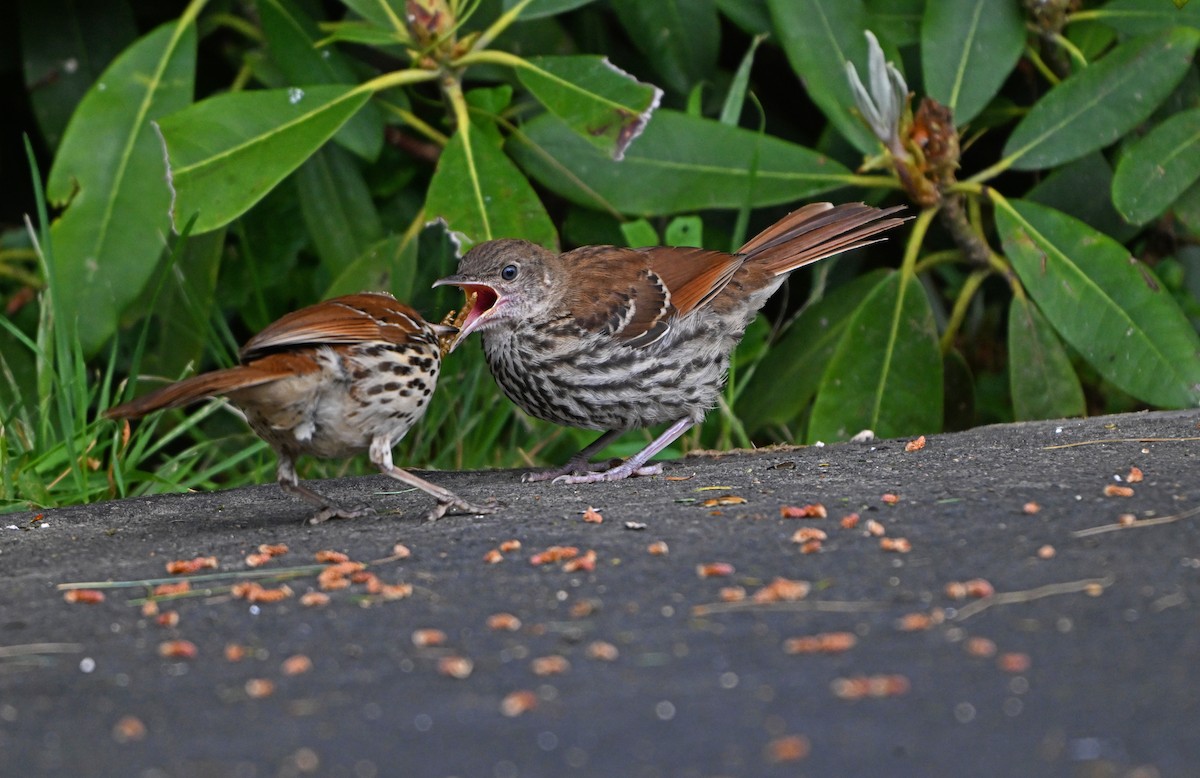 Brown Thrasher - ML620281026