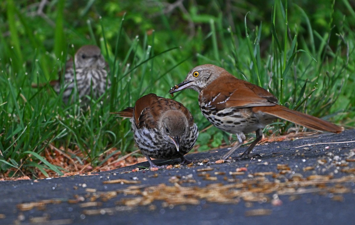 Brown Thrasher - ML620281027