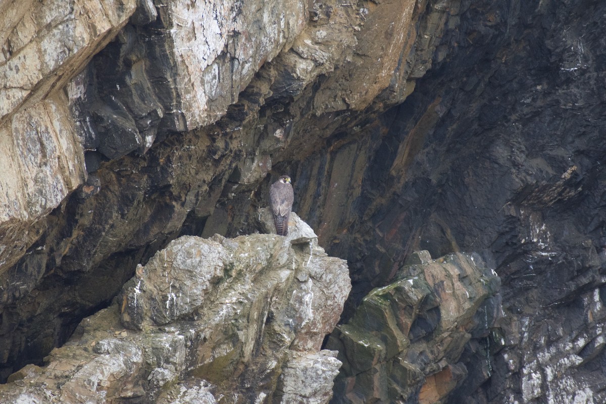 Peregrine Falcon - ML620281030