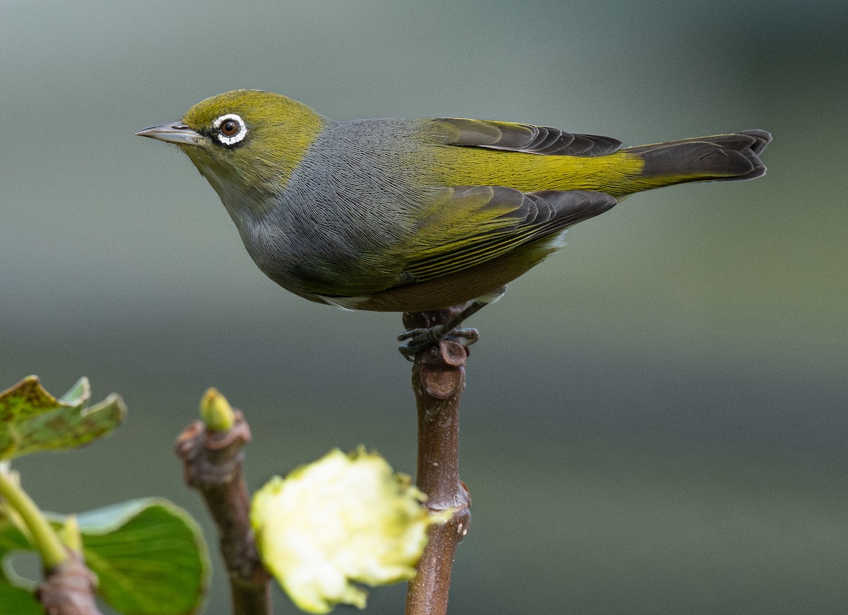 Silvereye - ML620281033