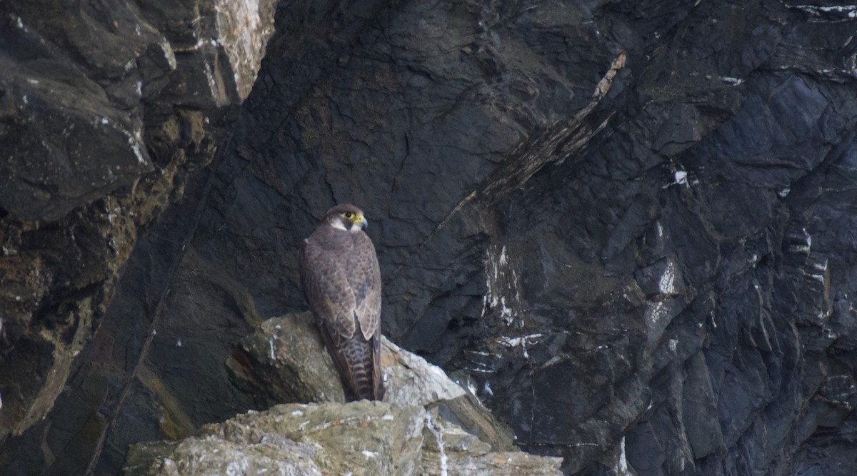 Peregrine Falcon - Jose Paulo Monteiro