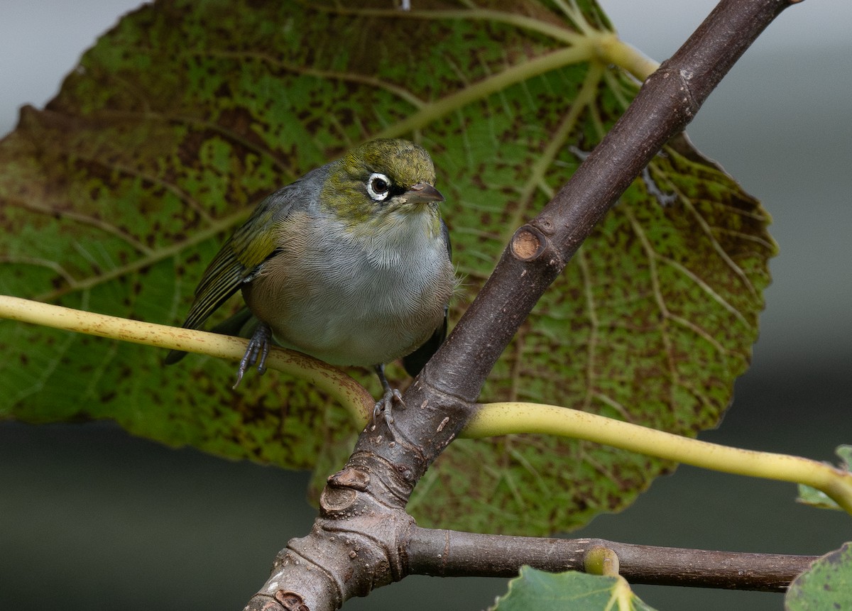 Silvereye - ML620281041