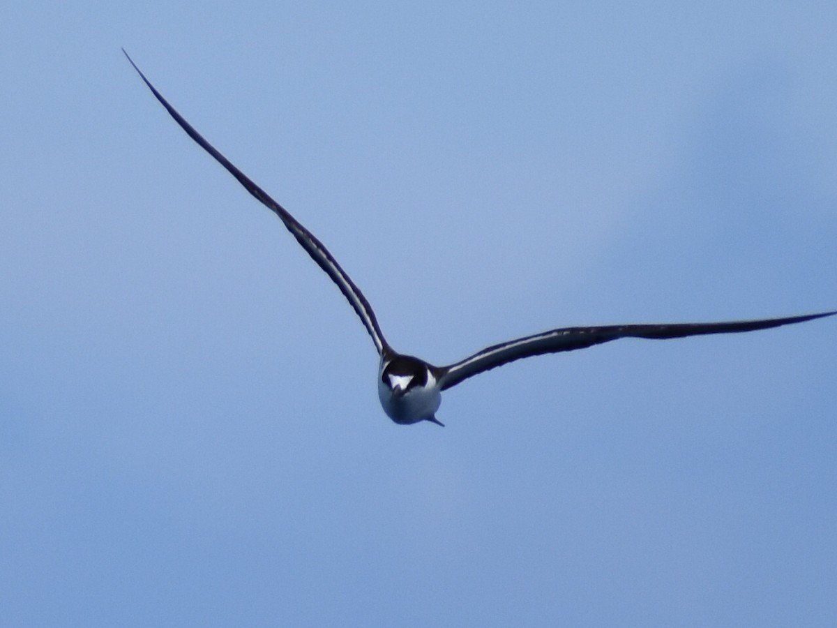 Sooty Tern - ML620281042