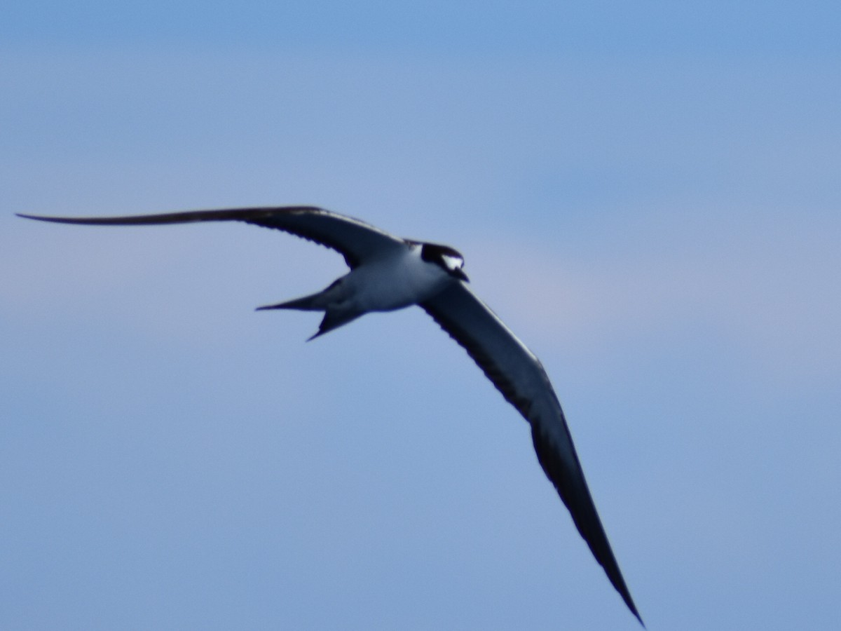 Sooty Tern - ML620281047