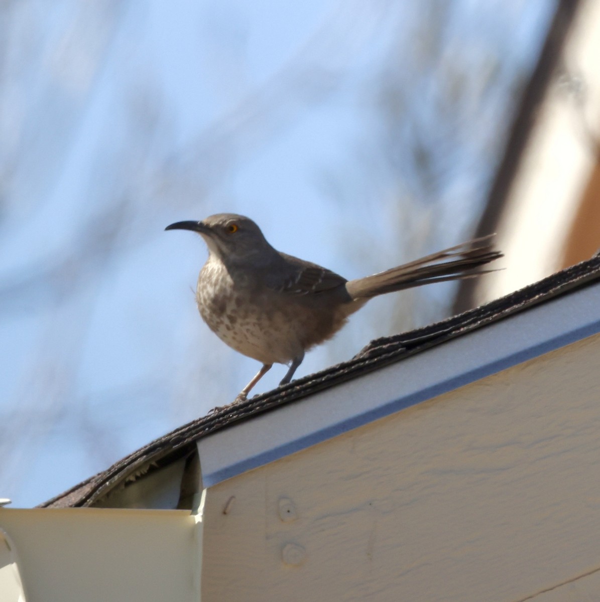 Curve-billed Thrasher - ML620281050