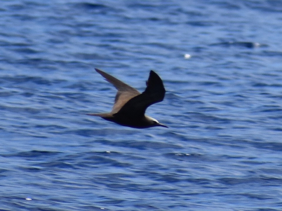 Brown Noddy - ML620281051