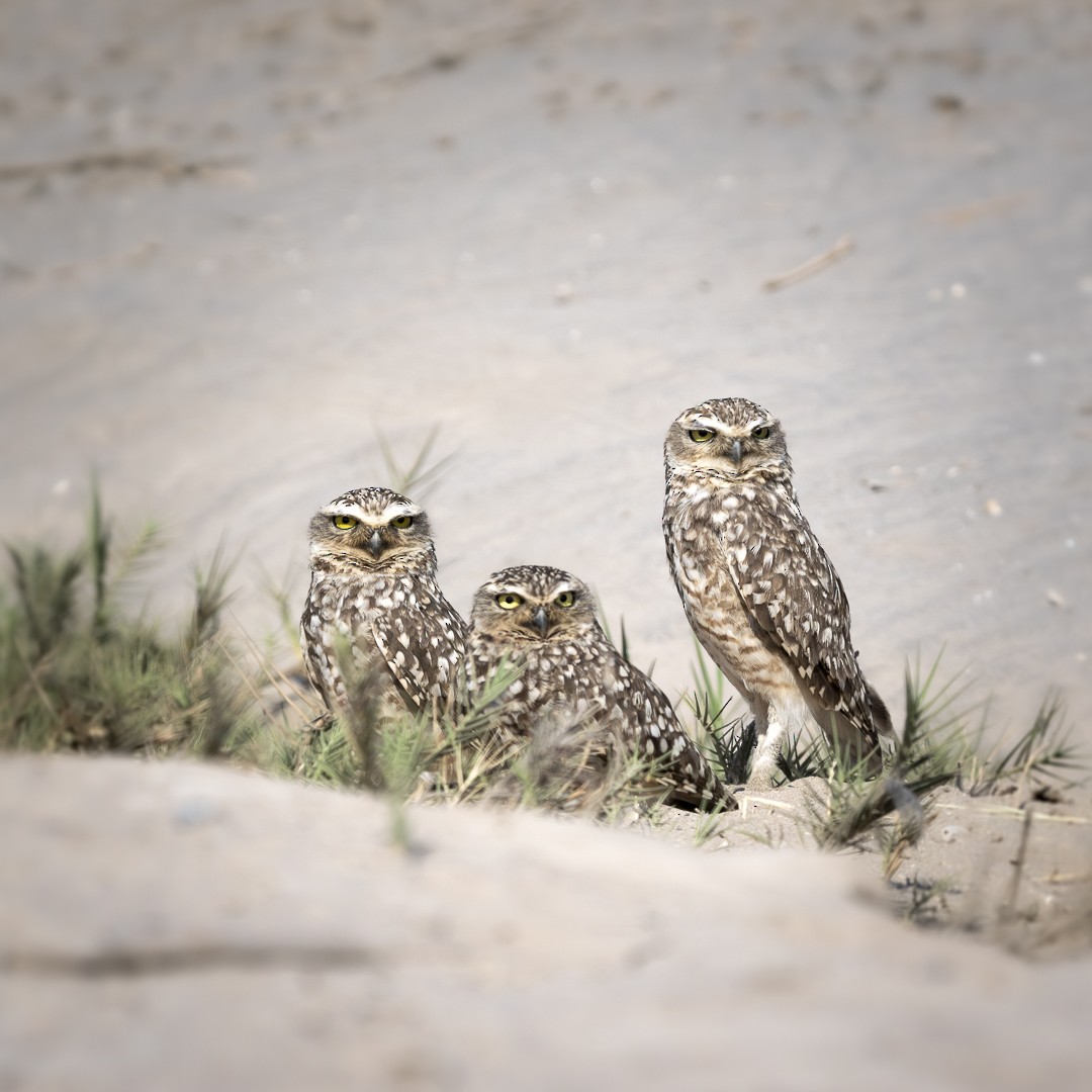 Burrowing Owl - ML620281052