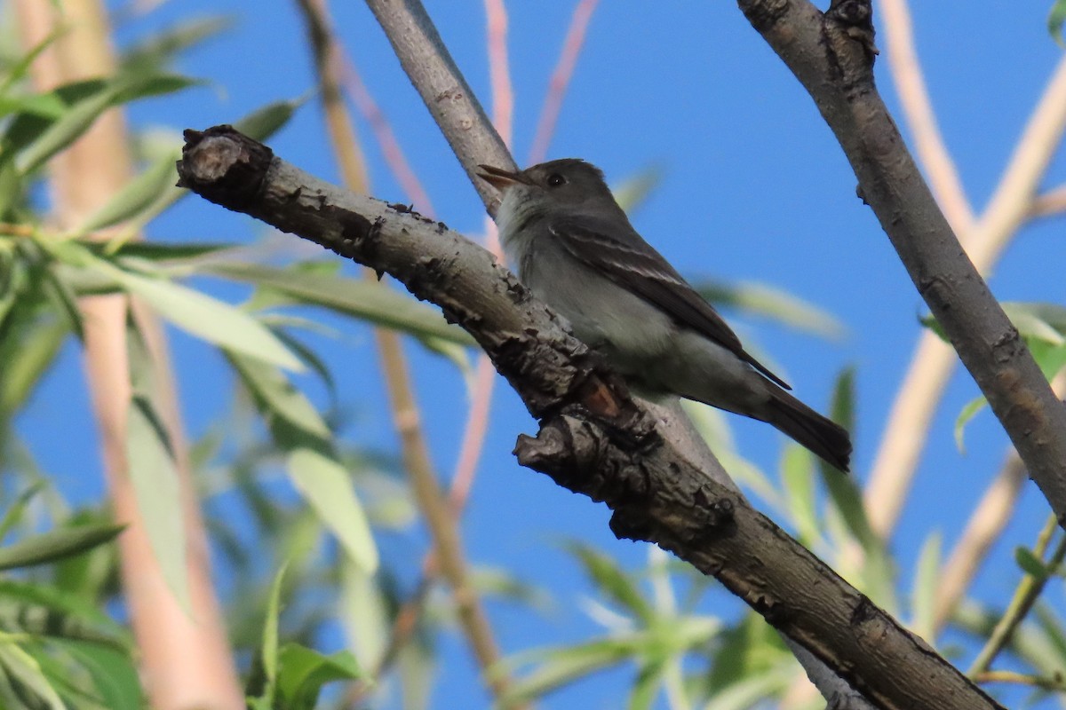 Western Wood-Pewee - ML620281053