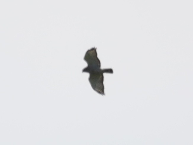 Broad-winged Hawk - ML620281072