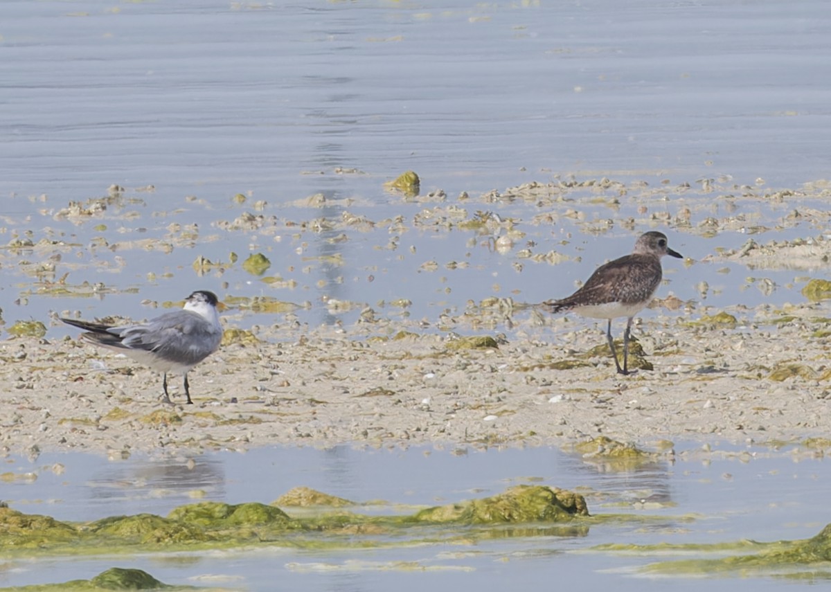 Black-bellied Plover - ML620281073