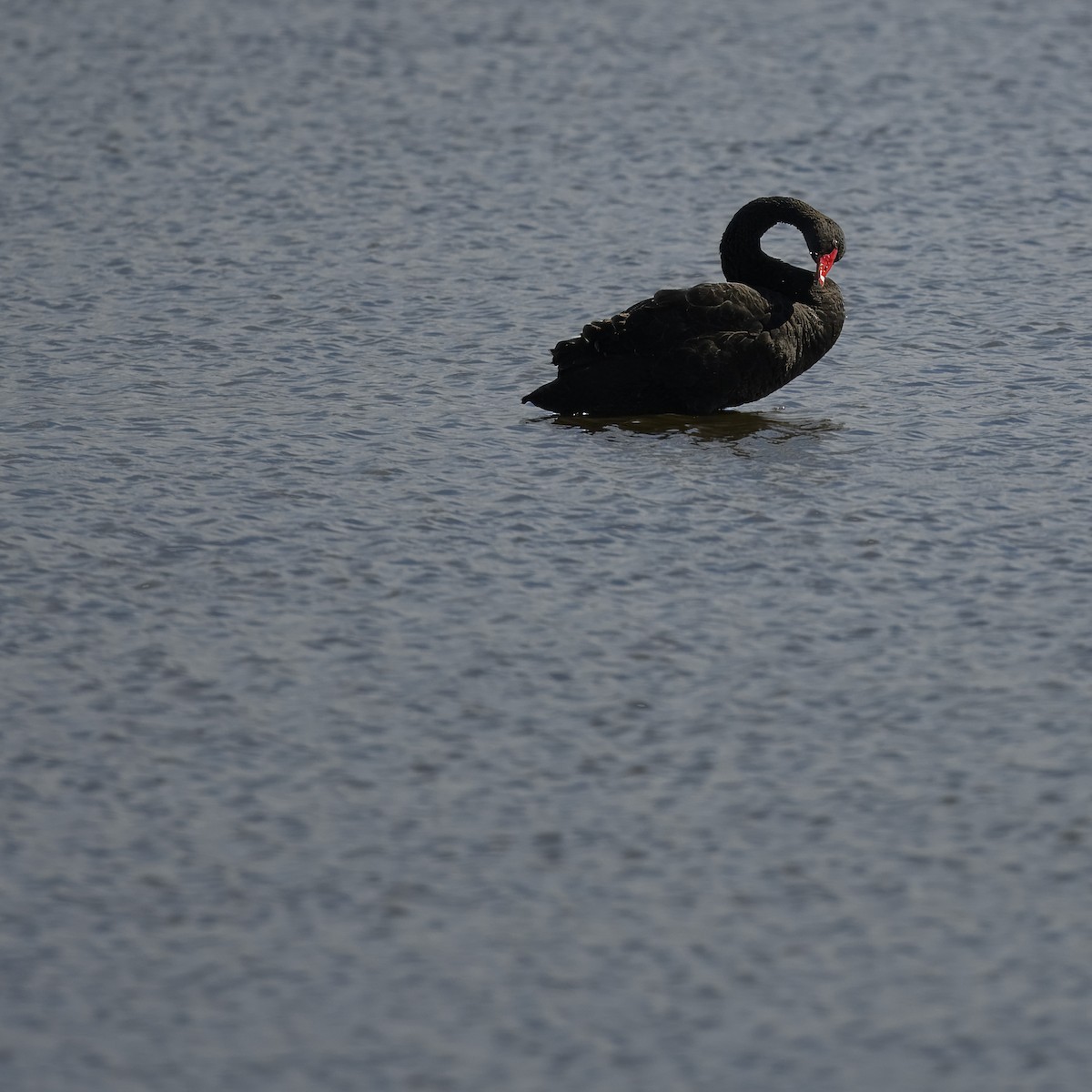 Black Swan - ML620281075
