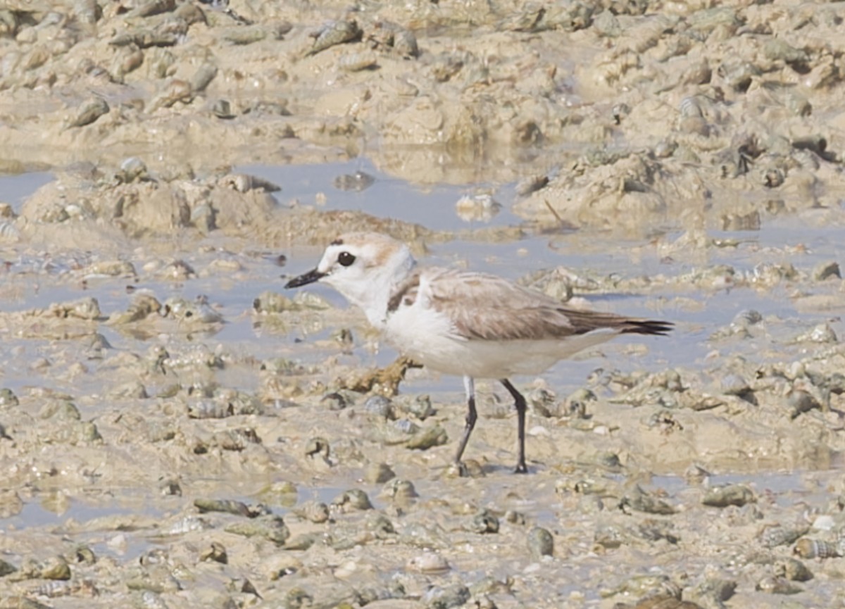 Kentish Plover - john bishop