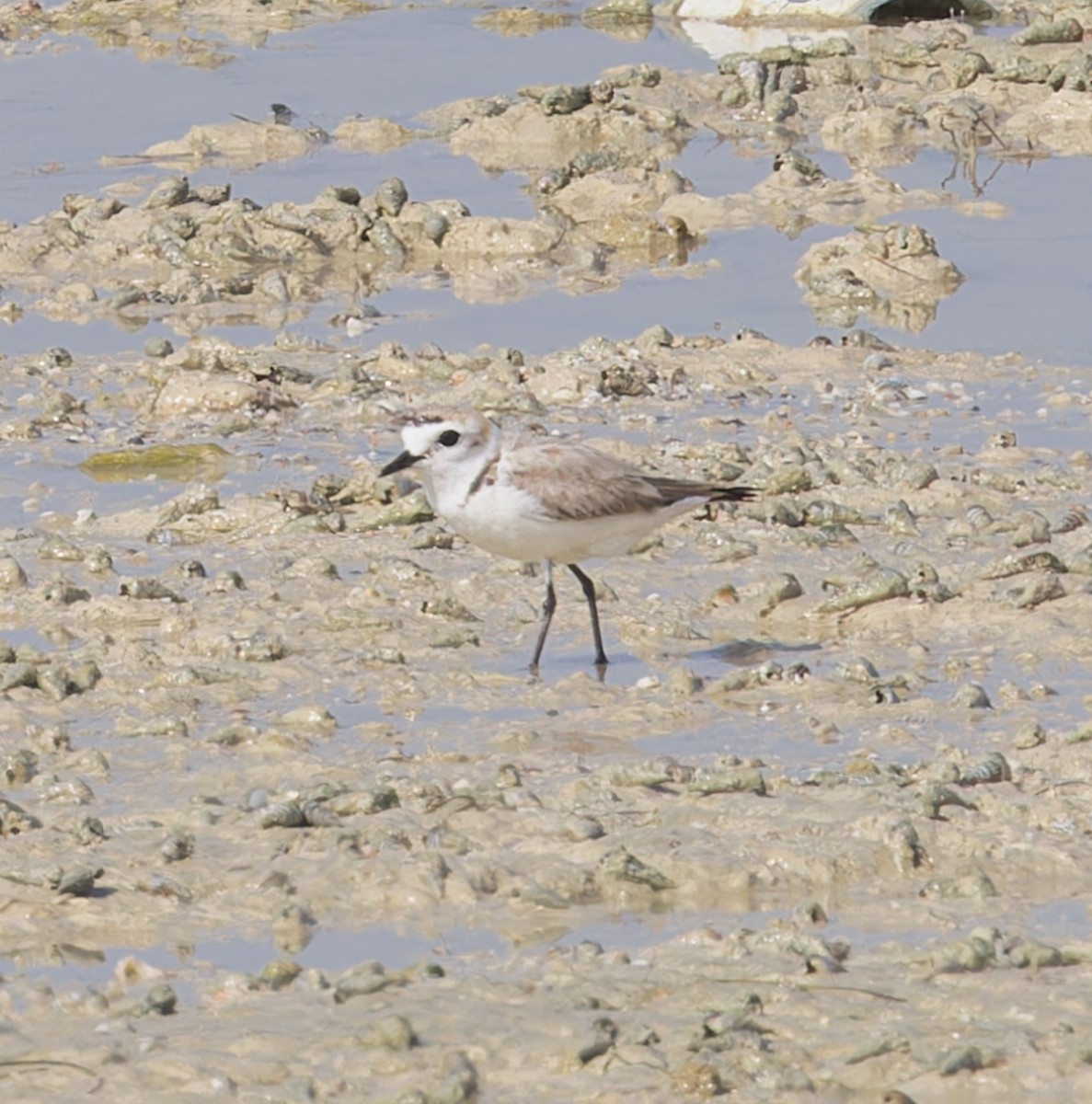 Kentish Plover - ML620281077