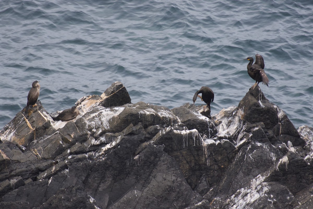 Cormorán Moñudo - ML620281078