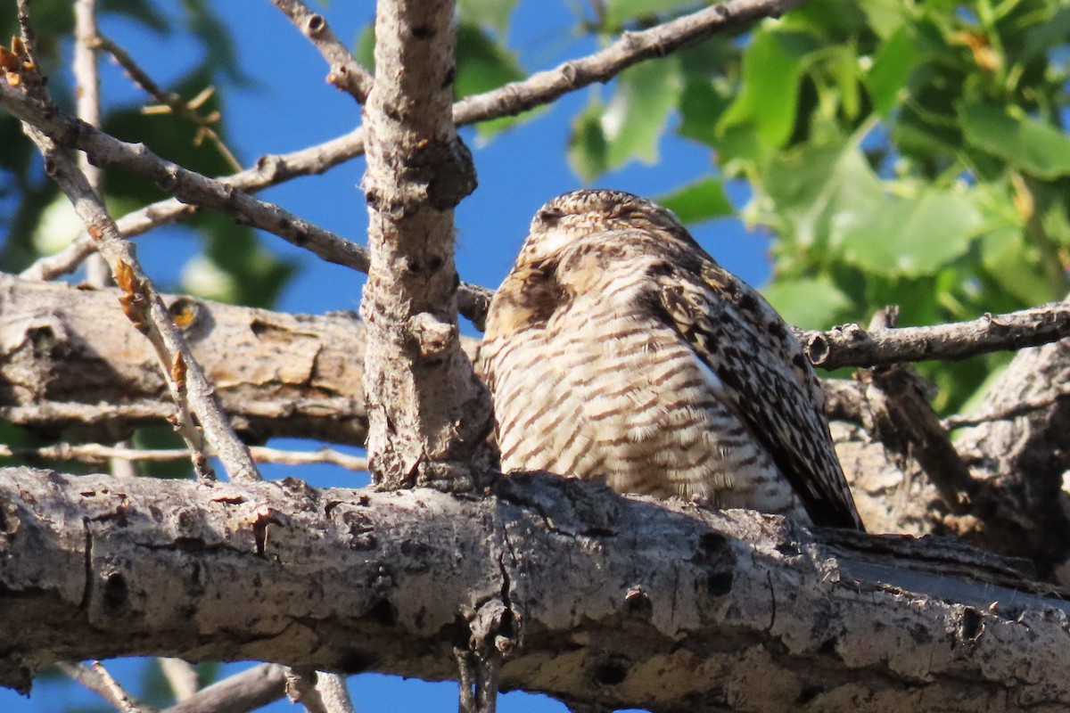 Common Nighthawk - ML620281079