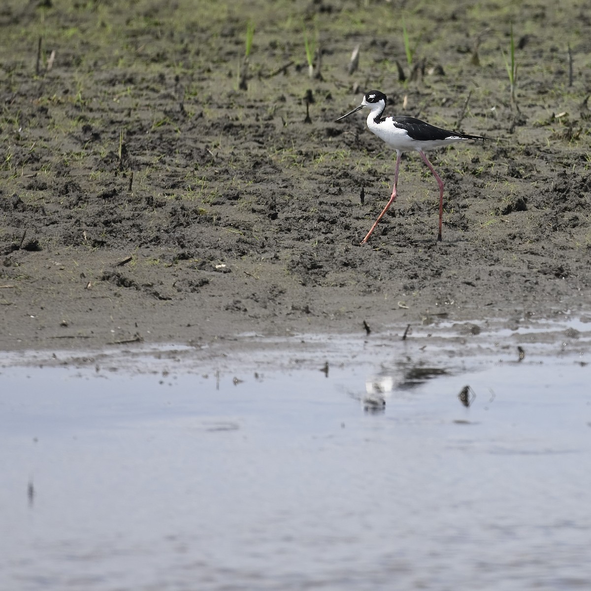 Black-necked Stilt - ML620281080