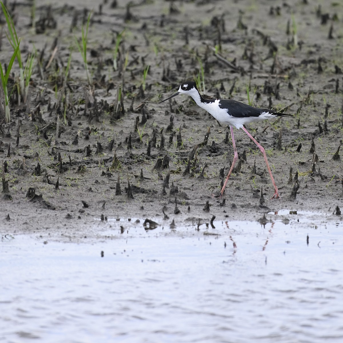 Black-necked Stilt - ML620281085