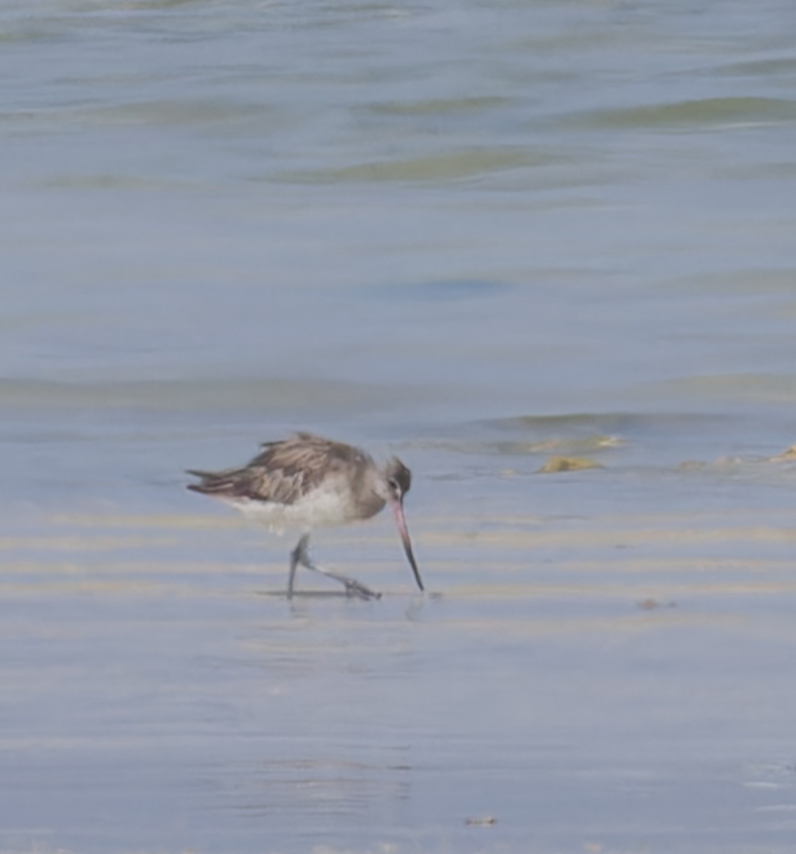 Bar-tailed Godwit - ML620281087