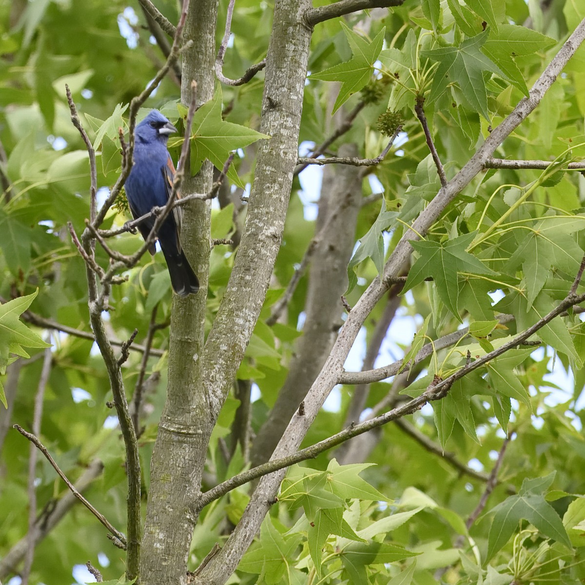 Blue Grosbeak - ML620281088