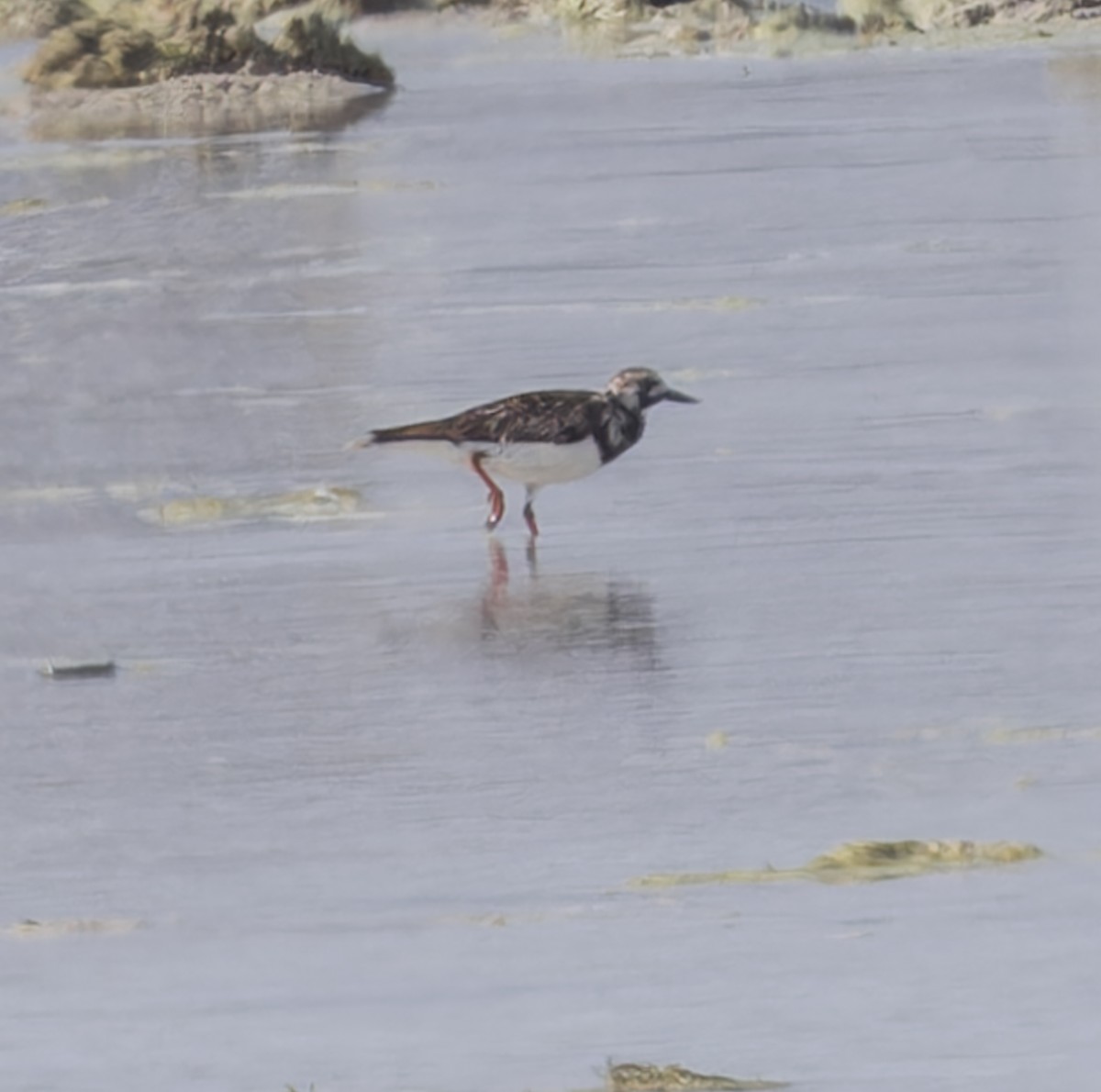 Ruddy Turnstone - ML620281113