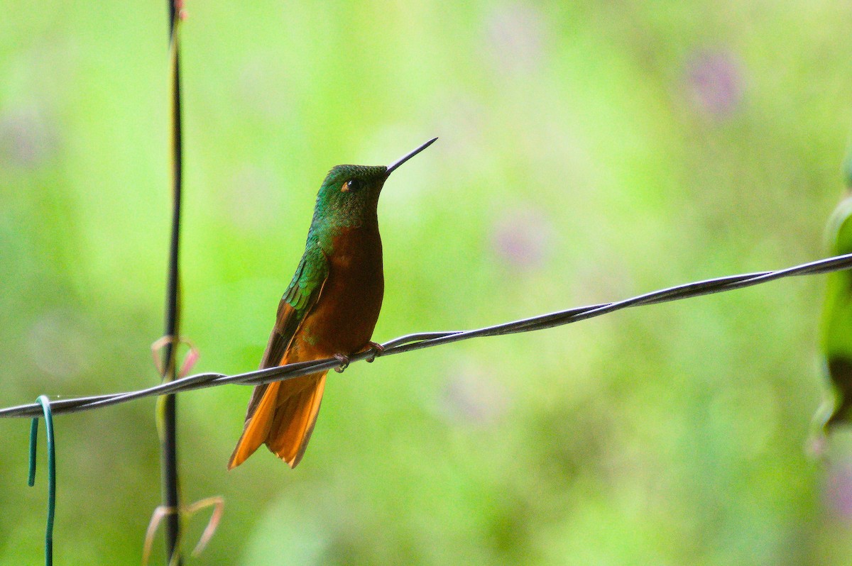 kolibřík peruánský - ML620281118