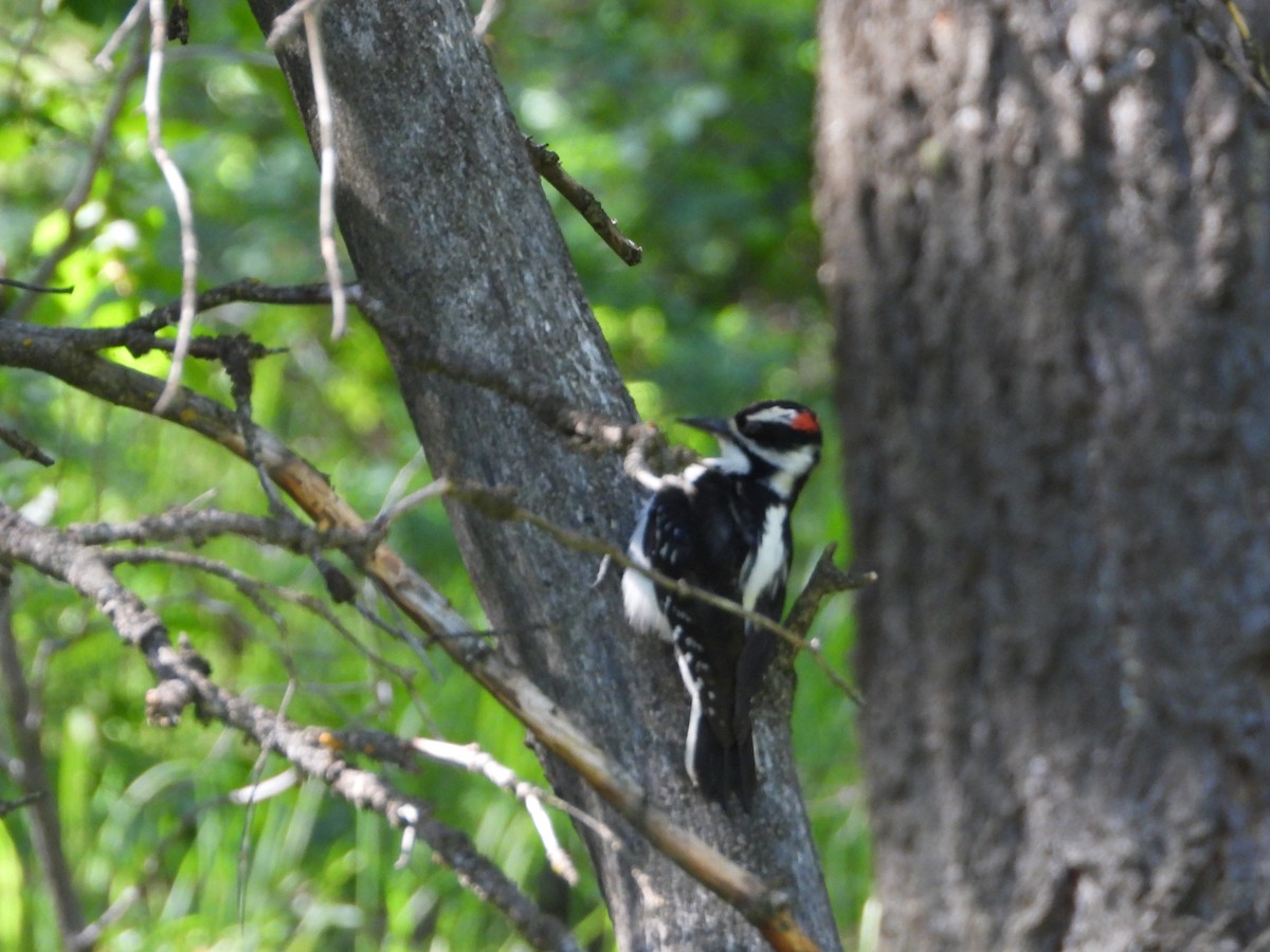 Hairy Woodpecker (Rocky Mts.) - ML620281119
