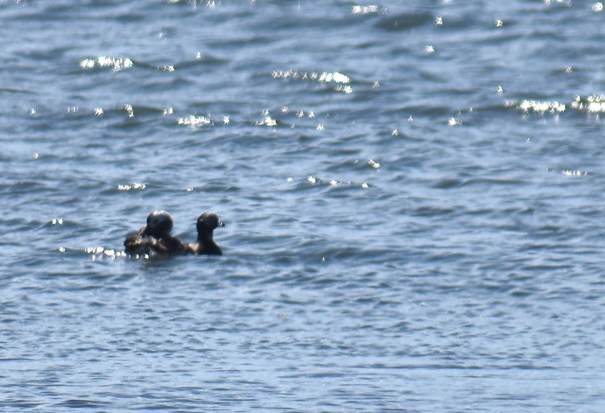 Long-tailed Duck - ML620281123