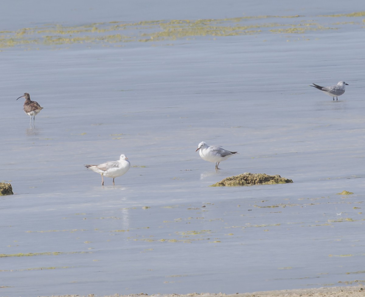 Slender-billed Gull - ML620281126