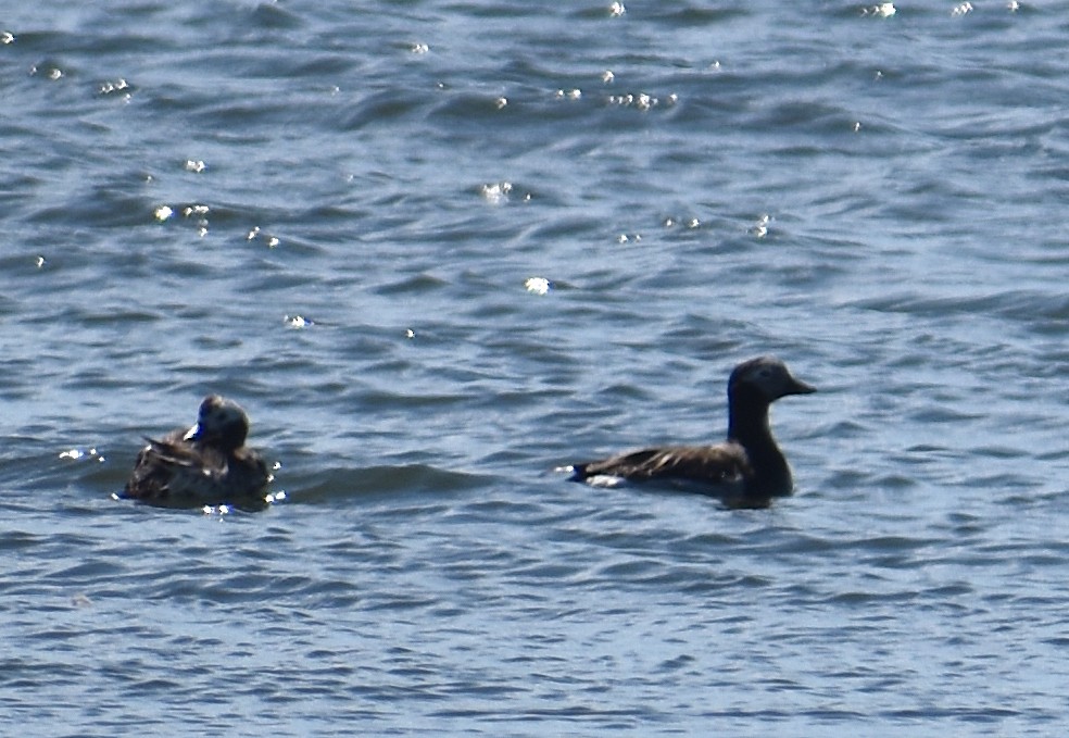 Long-tailed Duck - ML620281127