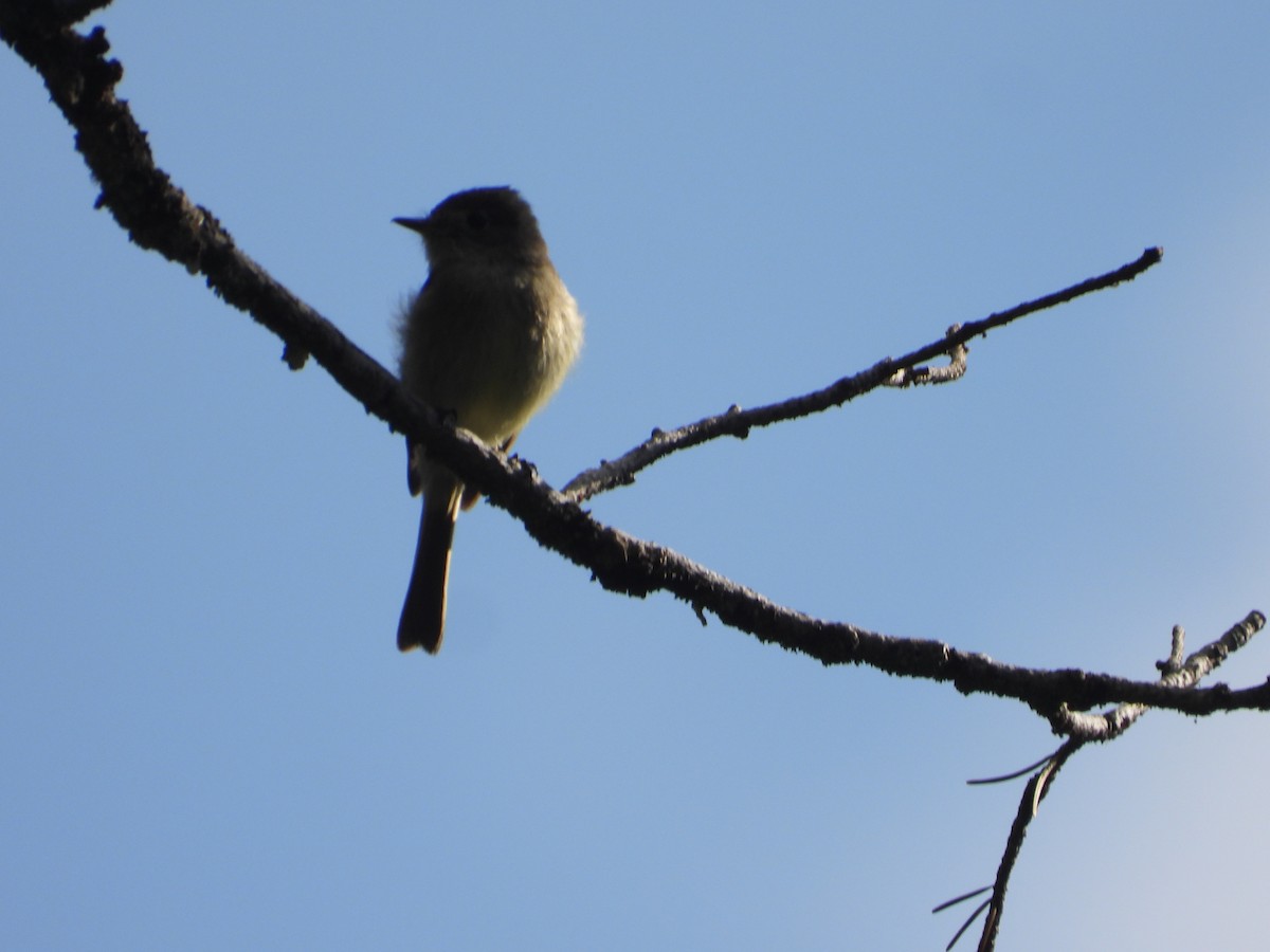 Dusky Flycatcher - ML620281128