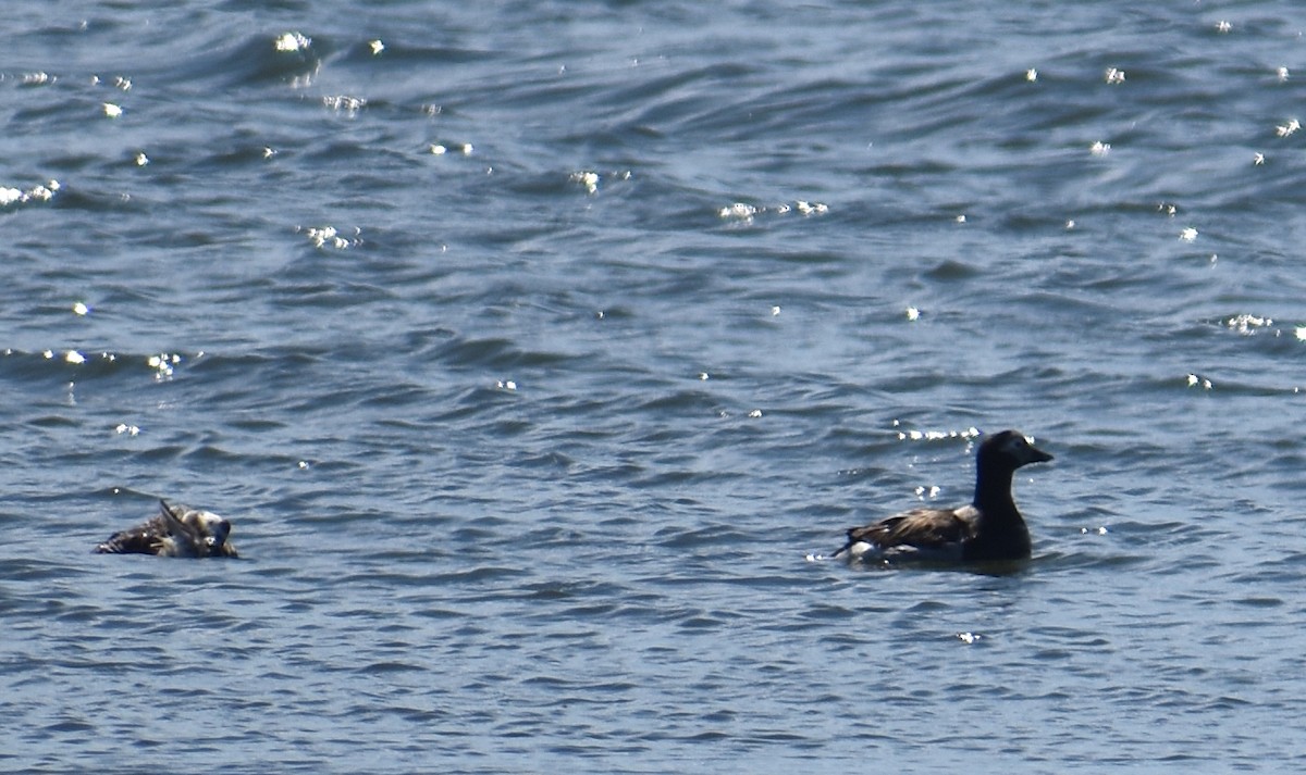 Long-tailed Duck - ML620281129