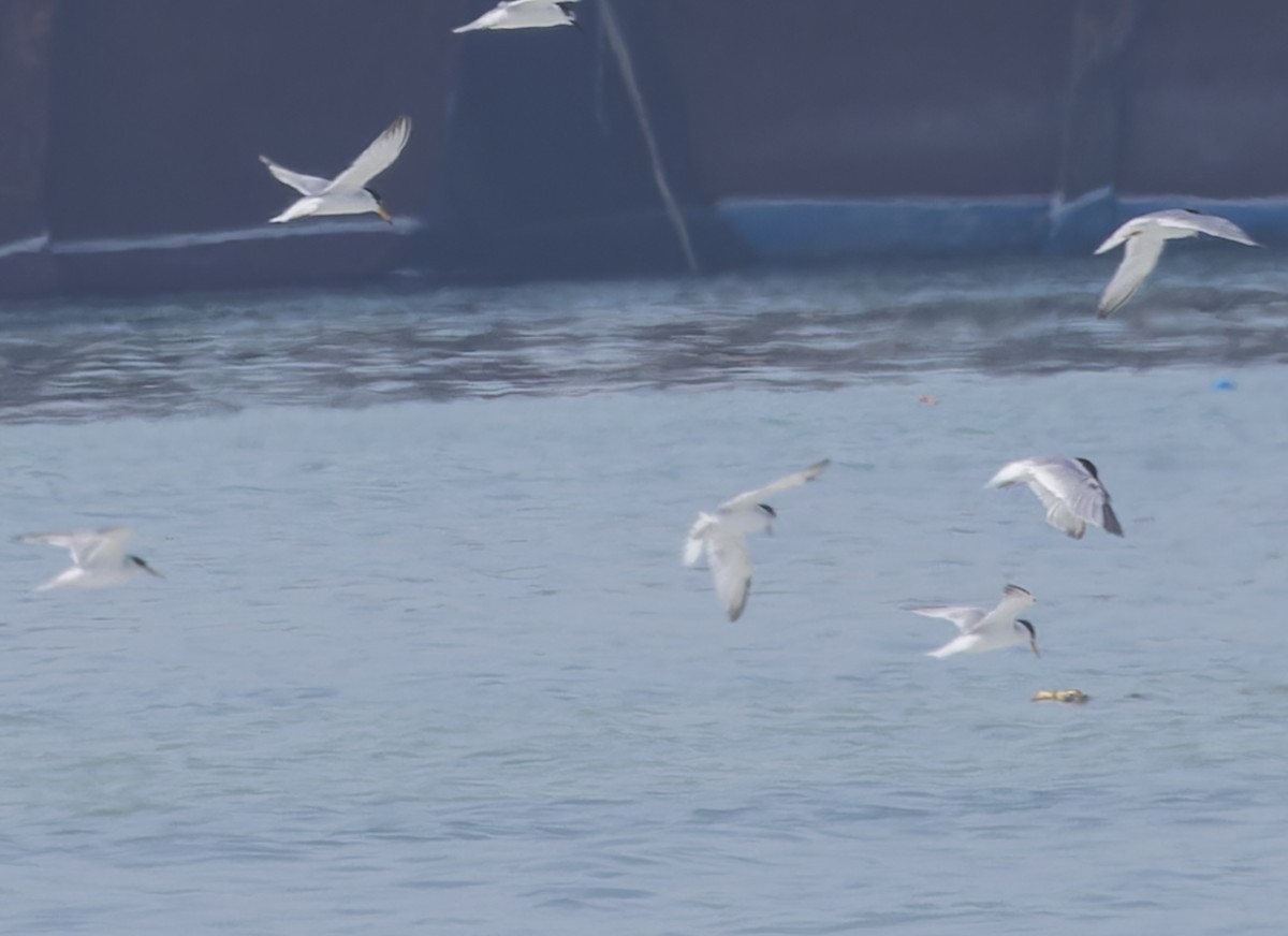 Little Tern - ML620281131