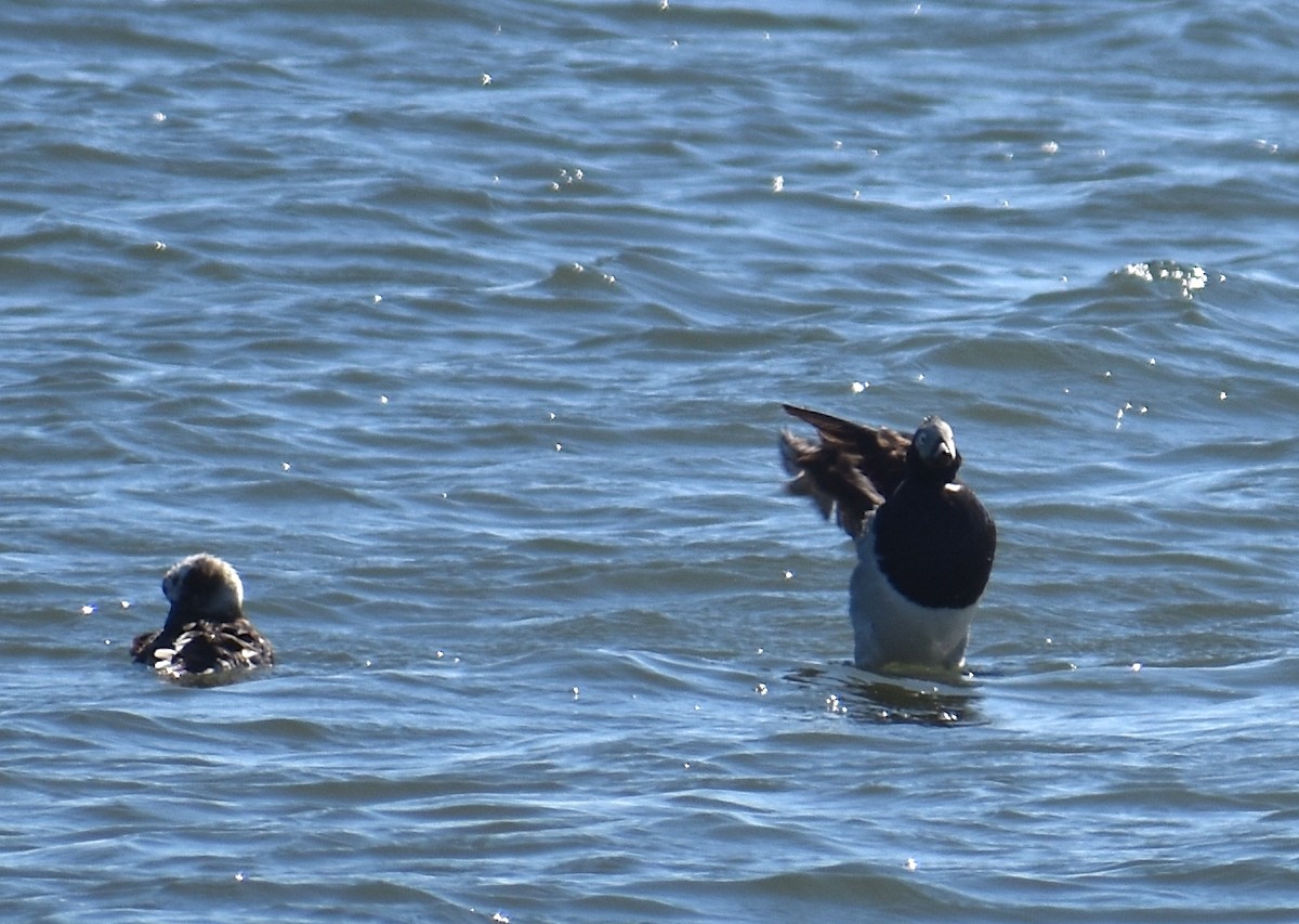 Long-tailed Duck - ML620281133