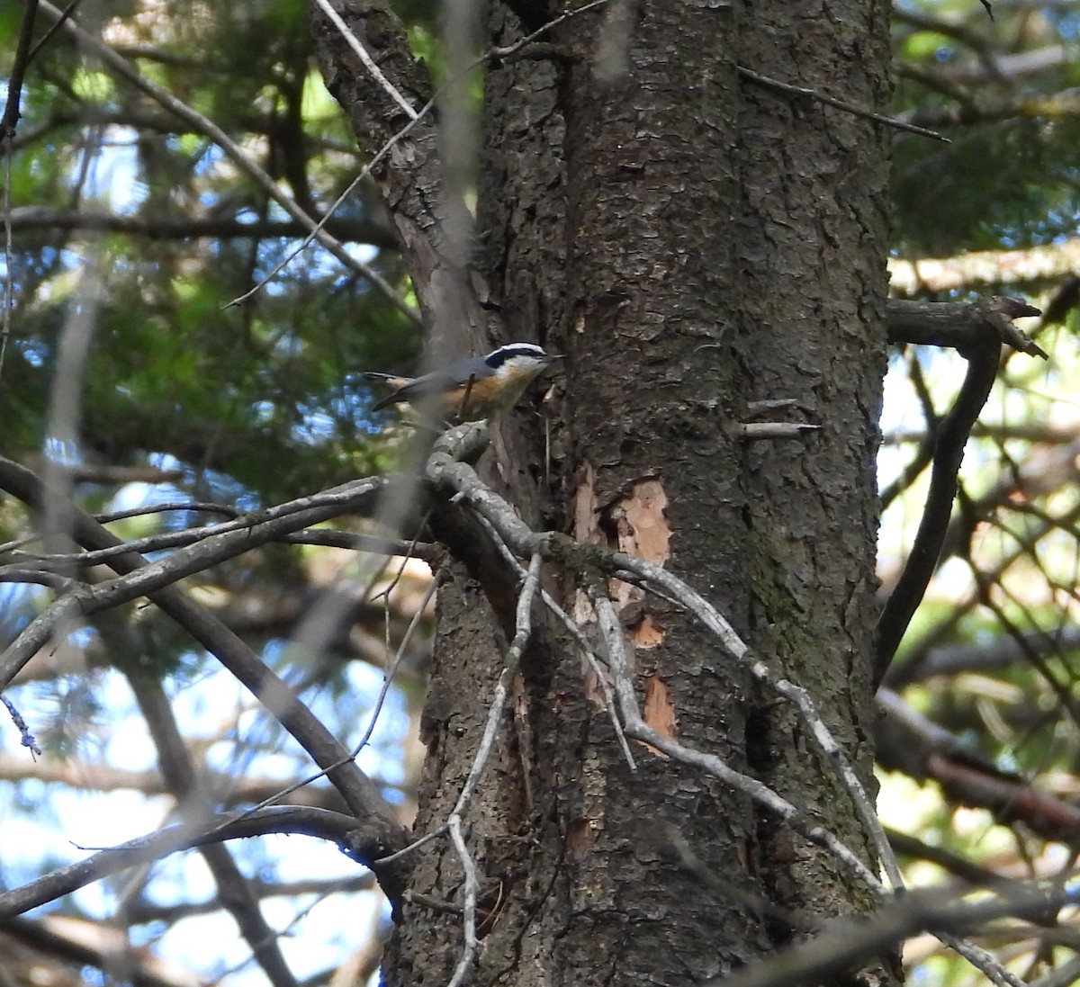 Red-breasted Nuthatch - ML620281134