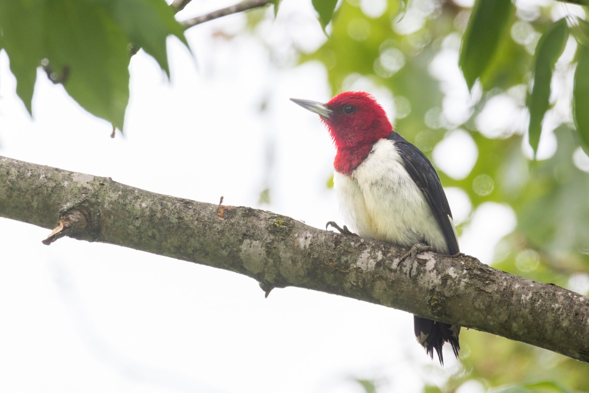 Red-headed Woodpecker - ML620281137