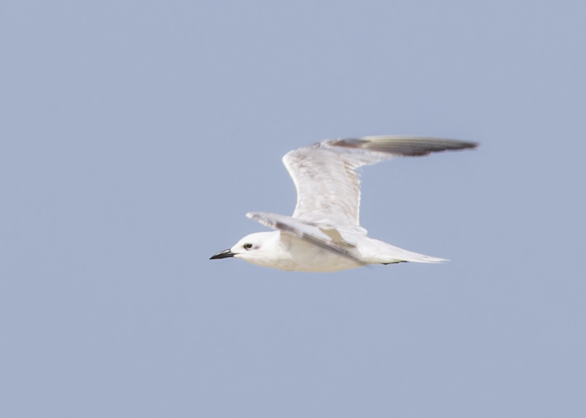 Gull-billed Tern - ML620281139