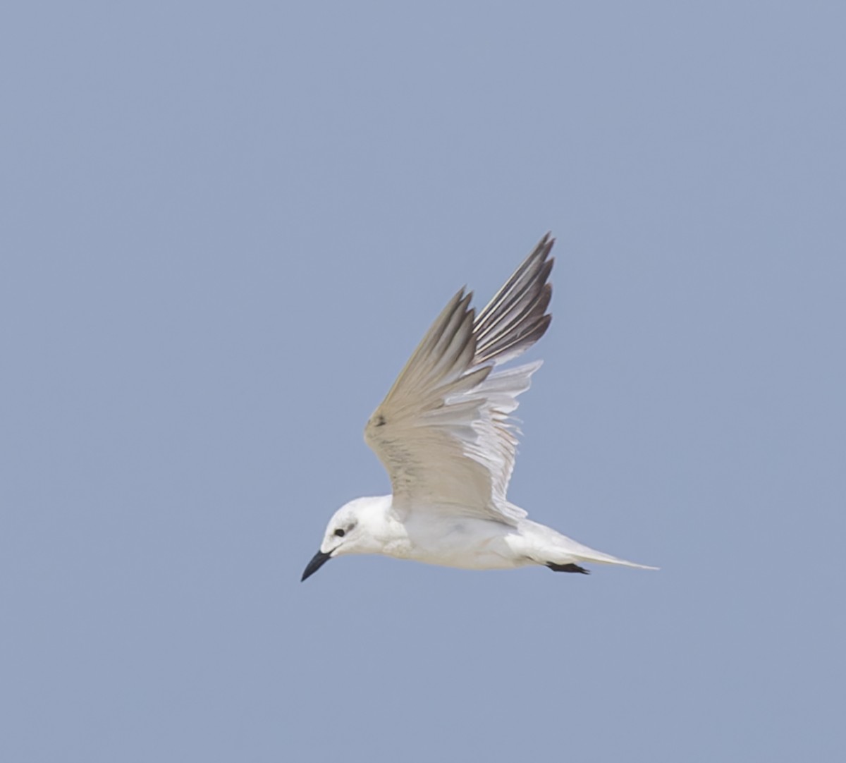 Gull-billed Tern - ML620281140