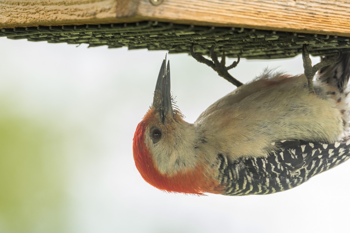 Red-bellied Woodpecker - ML620281152