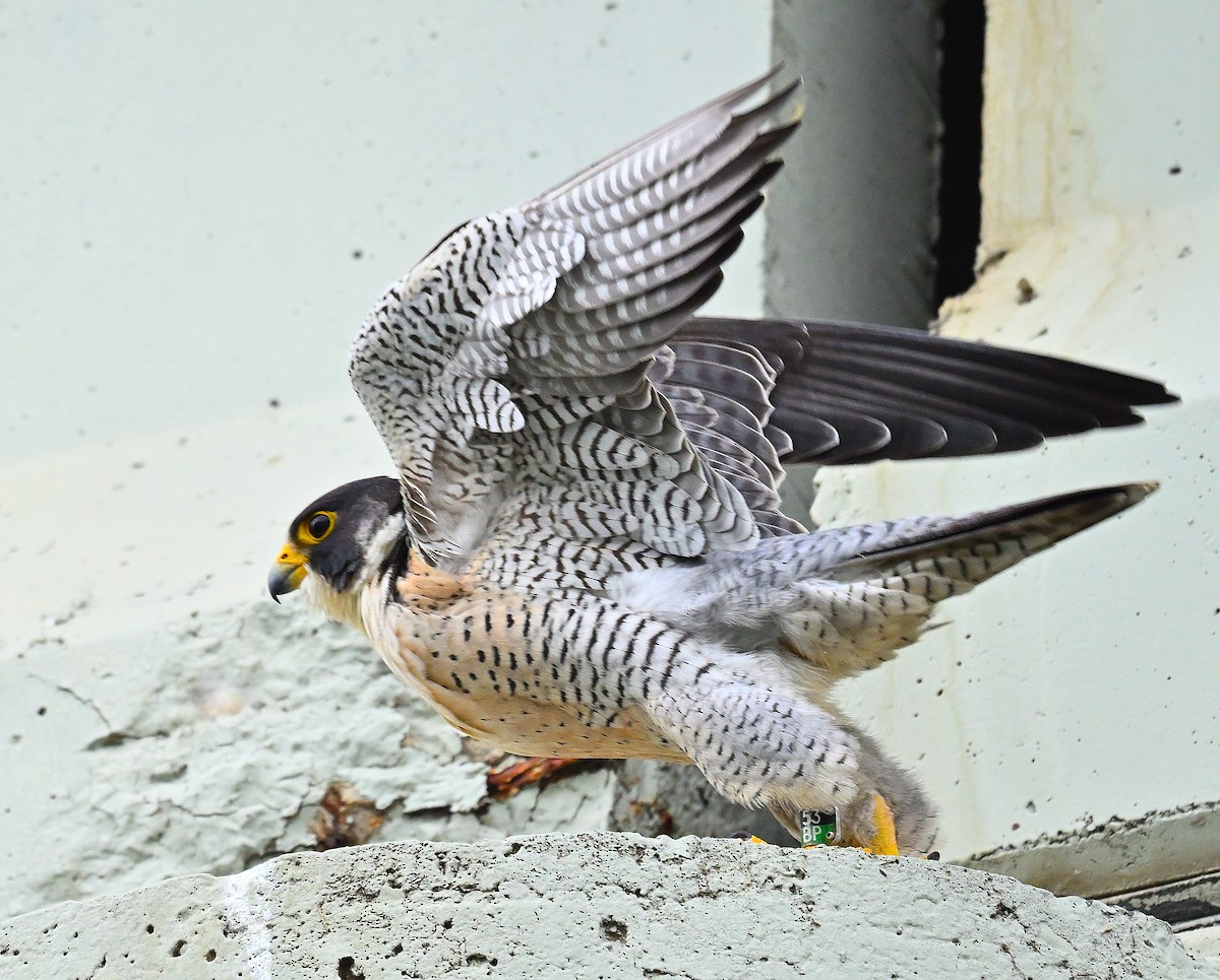 Peregrine Falcon - ML620281156