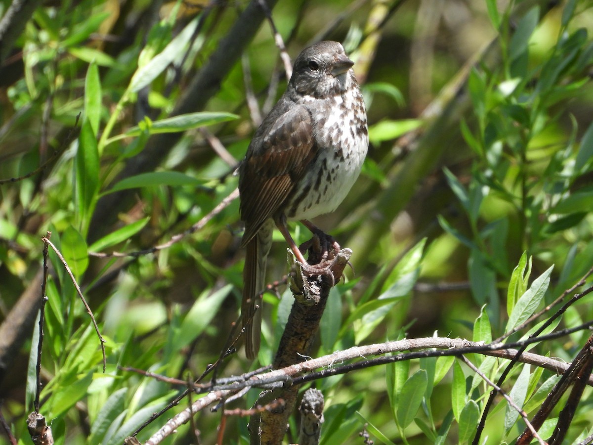 Fox Sparrow - ML620281157