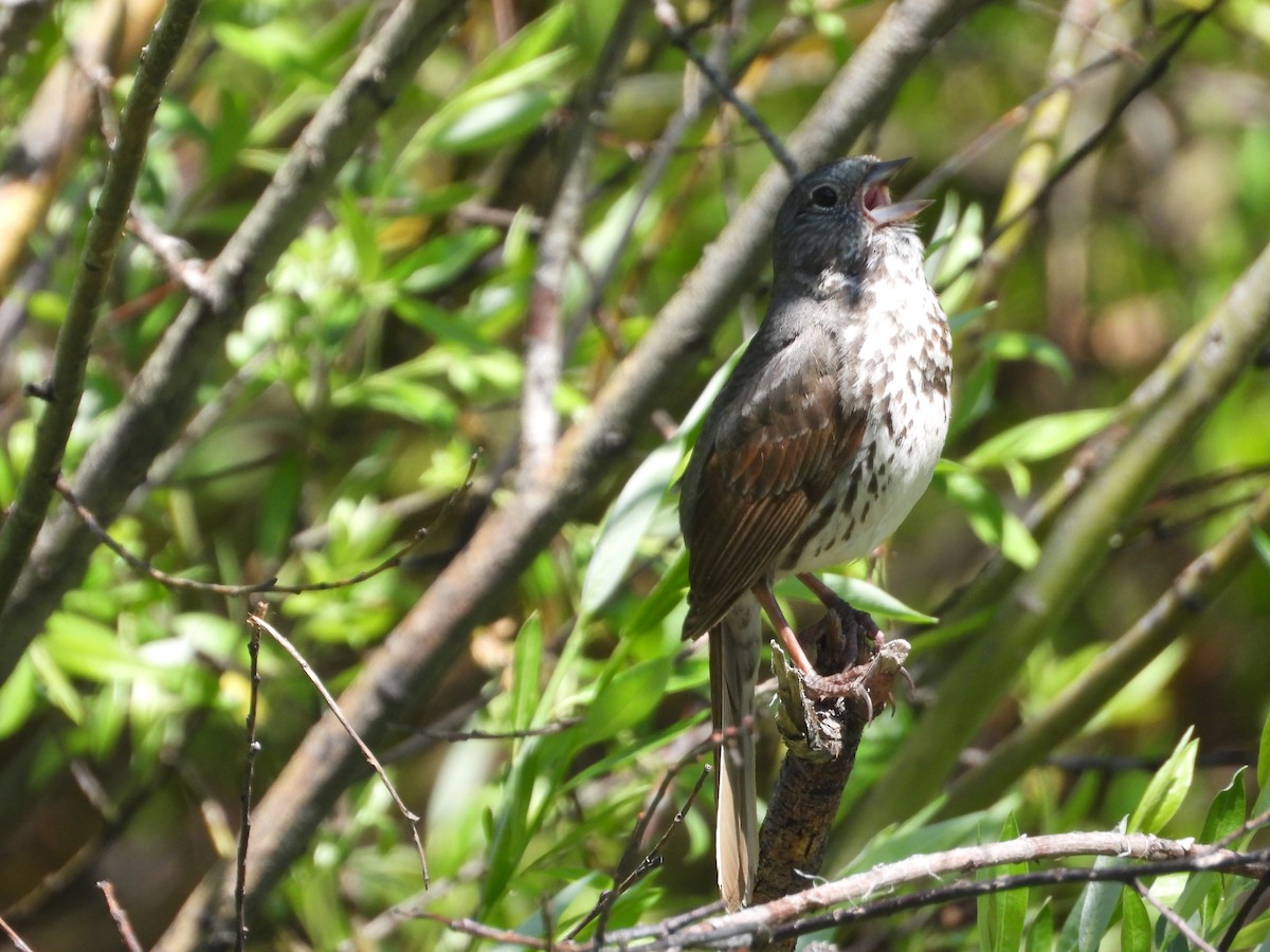 Fox Sparrow - ML620281158