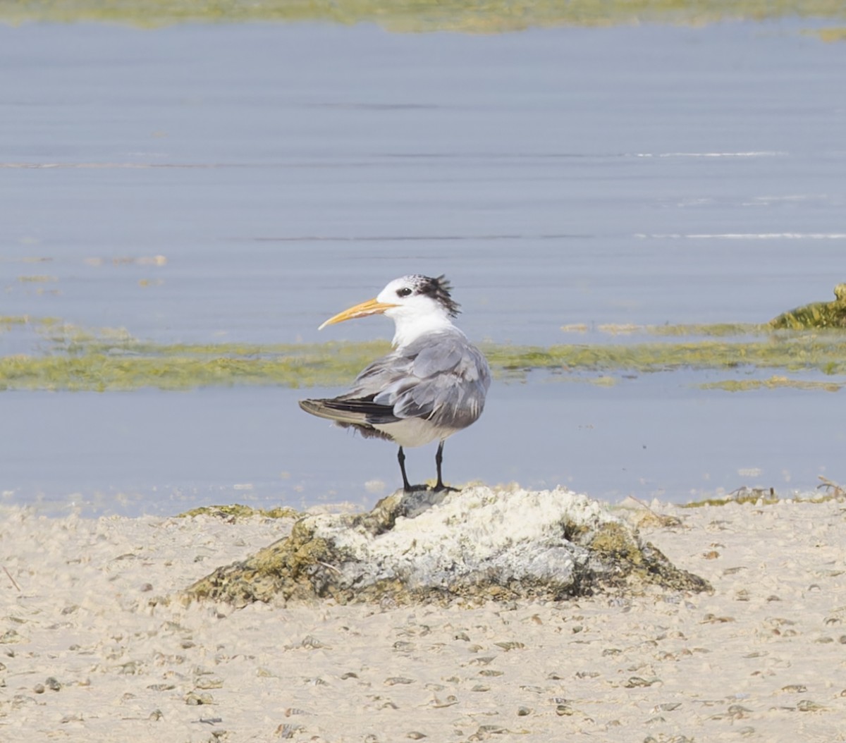 Lesser Crested Tern - ML620281163