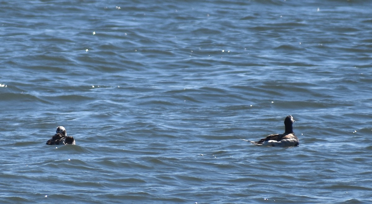 Long-tailed Duck - ML620281164