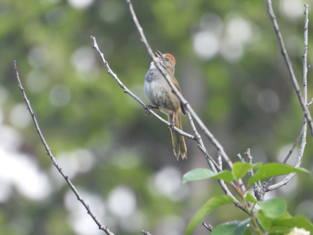 Green-tailed Towhee - ML620281166